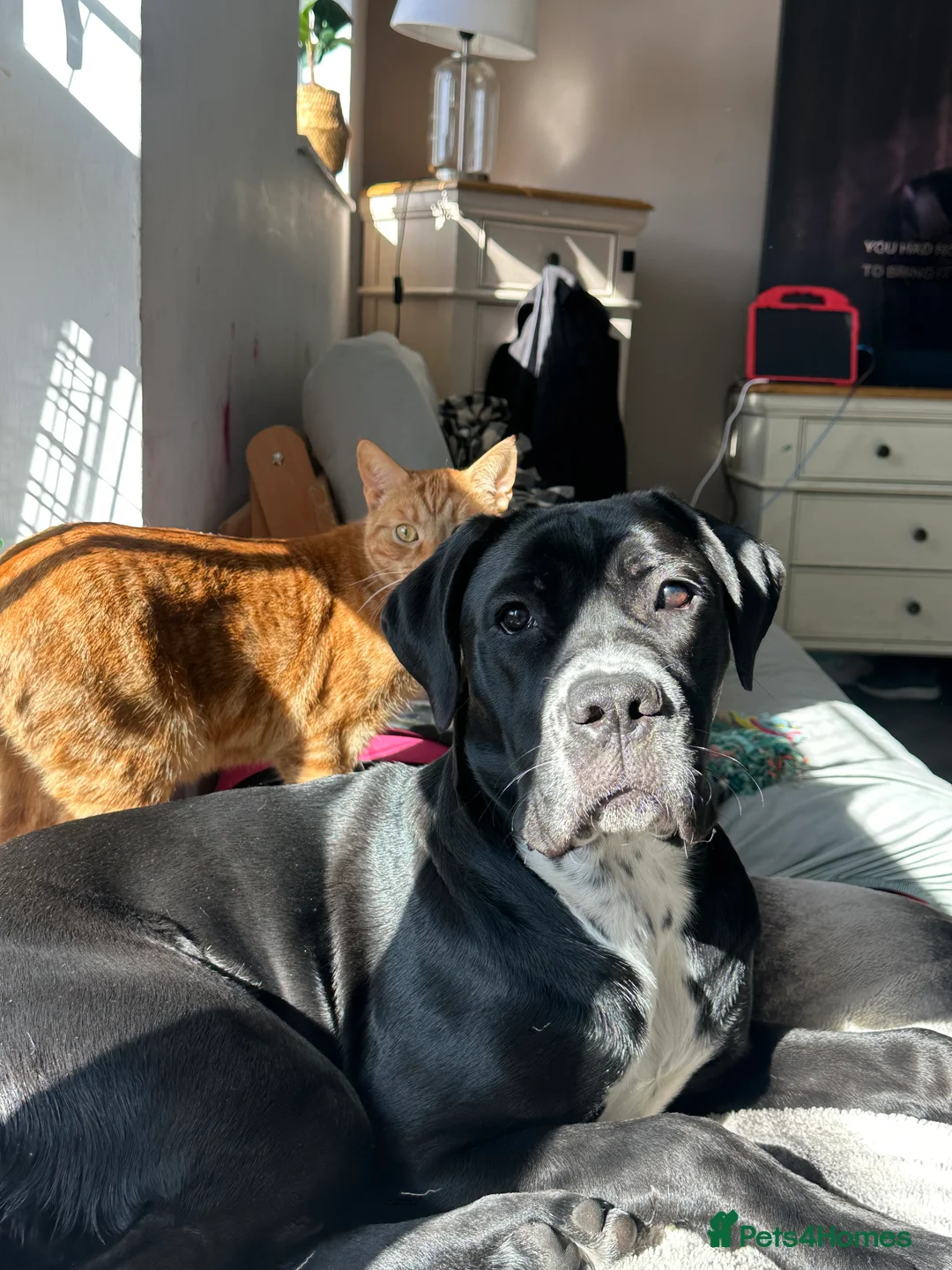 Mixed Breed dogs for sale: Cane corso cross  - Advert 2