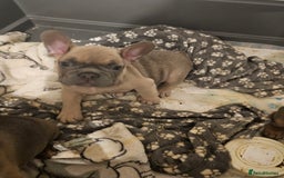 French Bulldog dogs for sale: Beautiful french bulldog puppies  - Image 18