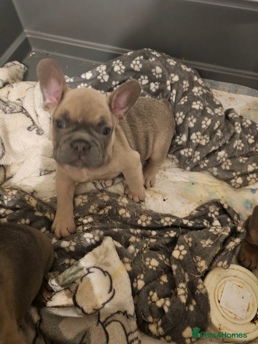 French Bulldog dogs for sale: Beautiful french bulldog puppies  - Image 18