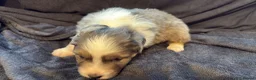 Australian Shepherd dogs for sale: 3 Blue Merle Black tri Aussie Puppies - Advert 4