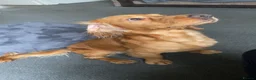 Cocker Spaniel dogs for sale: 2 year old cover spaniel  - Advert 5