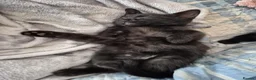 British Shorthair cats for sale: Kittens in Coventry - Advert 15