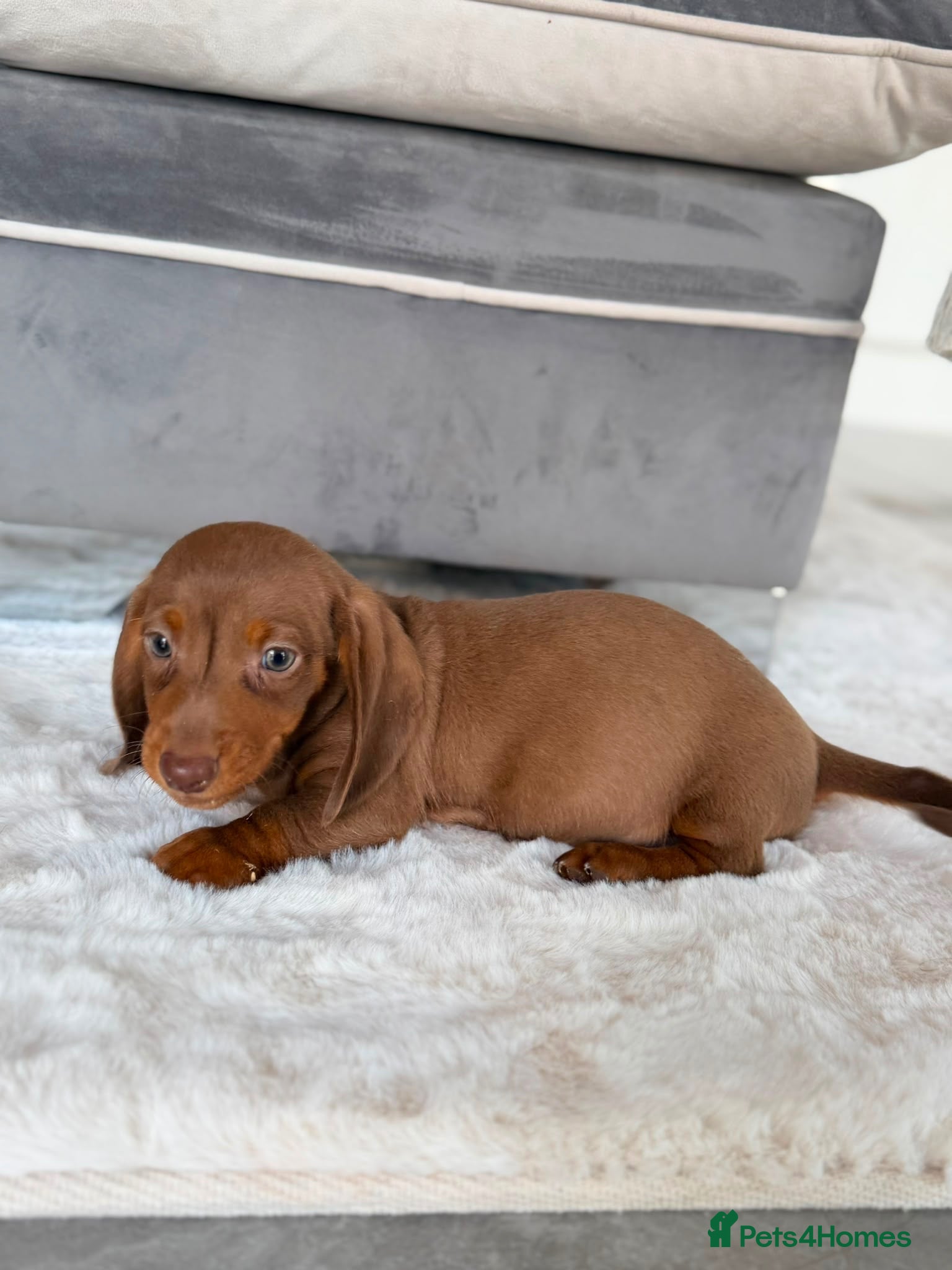 Miniature Dachshund dogs LAST mini dachshund looking for a forever home 🐾 - Advert 17