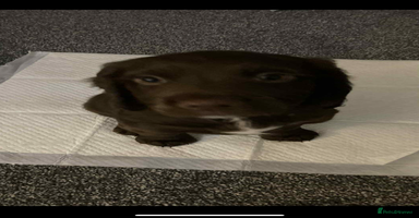 Sprocker dogs Gorgeous chocolate sproker 10 weeks boy  - Advert 13