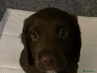 Sprocker dogs for sale - Advert 2