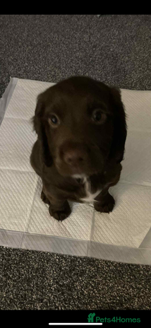 Sprocker dogs - Advert 4