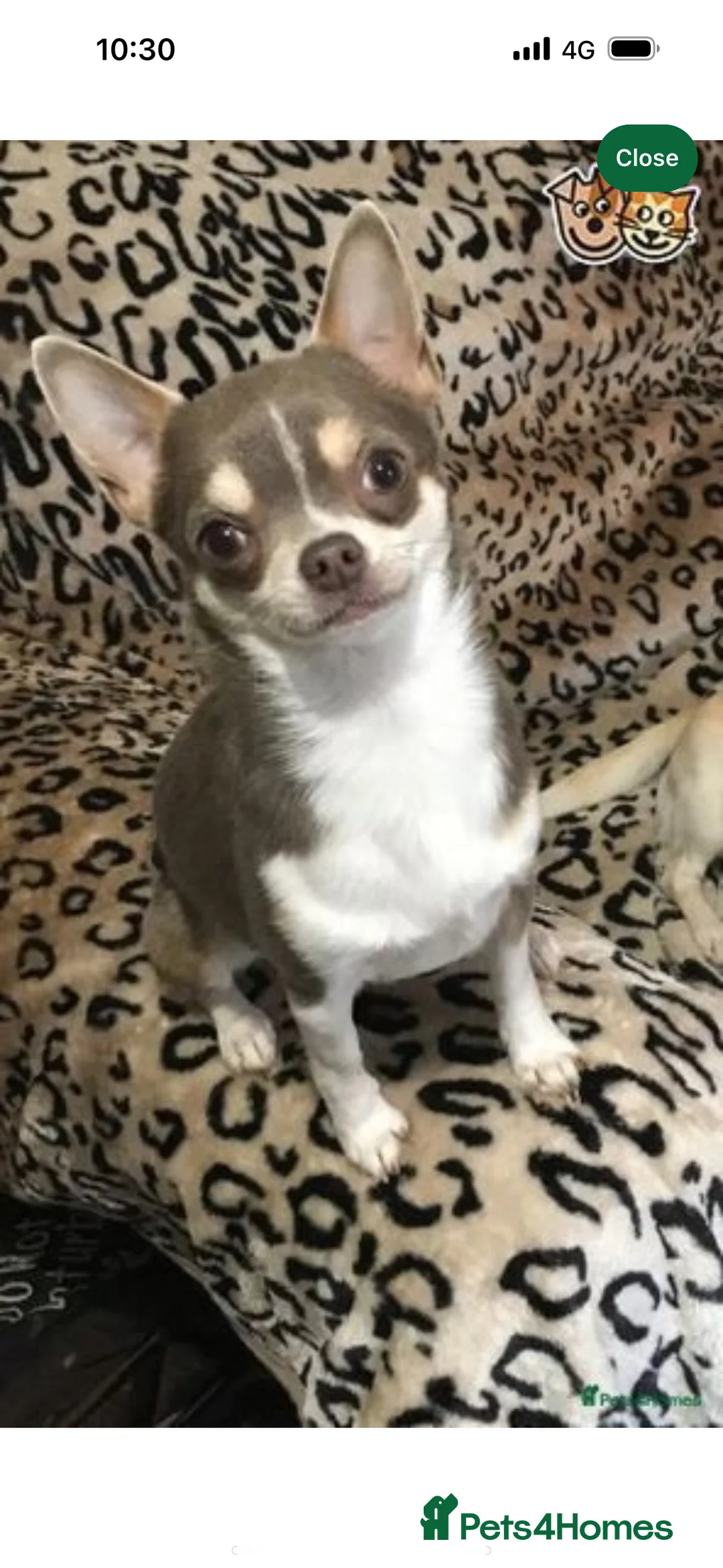 Chihuahua dogs for stud: KC BOYS LILAC, CHOCOLATE , BLUE , BOYS AVAILABLE. in Mansfield - Advert 23