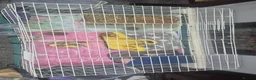 Guinea Pig rodents for sale: Two bonded female guinea pigs  - Advert 6