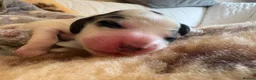 Cocker Spaniel dogs for sale: Gorgeous KC babes from full health checked parents - Advert 4
