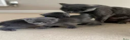 British Shorthair cats for sale: Bsh kittens - Advert 9