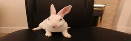 Rex rabbits for sale: Mini Rex BEW Rabbits - Advert 4