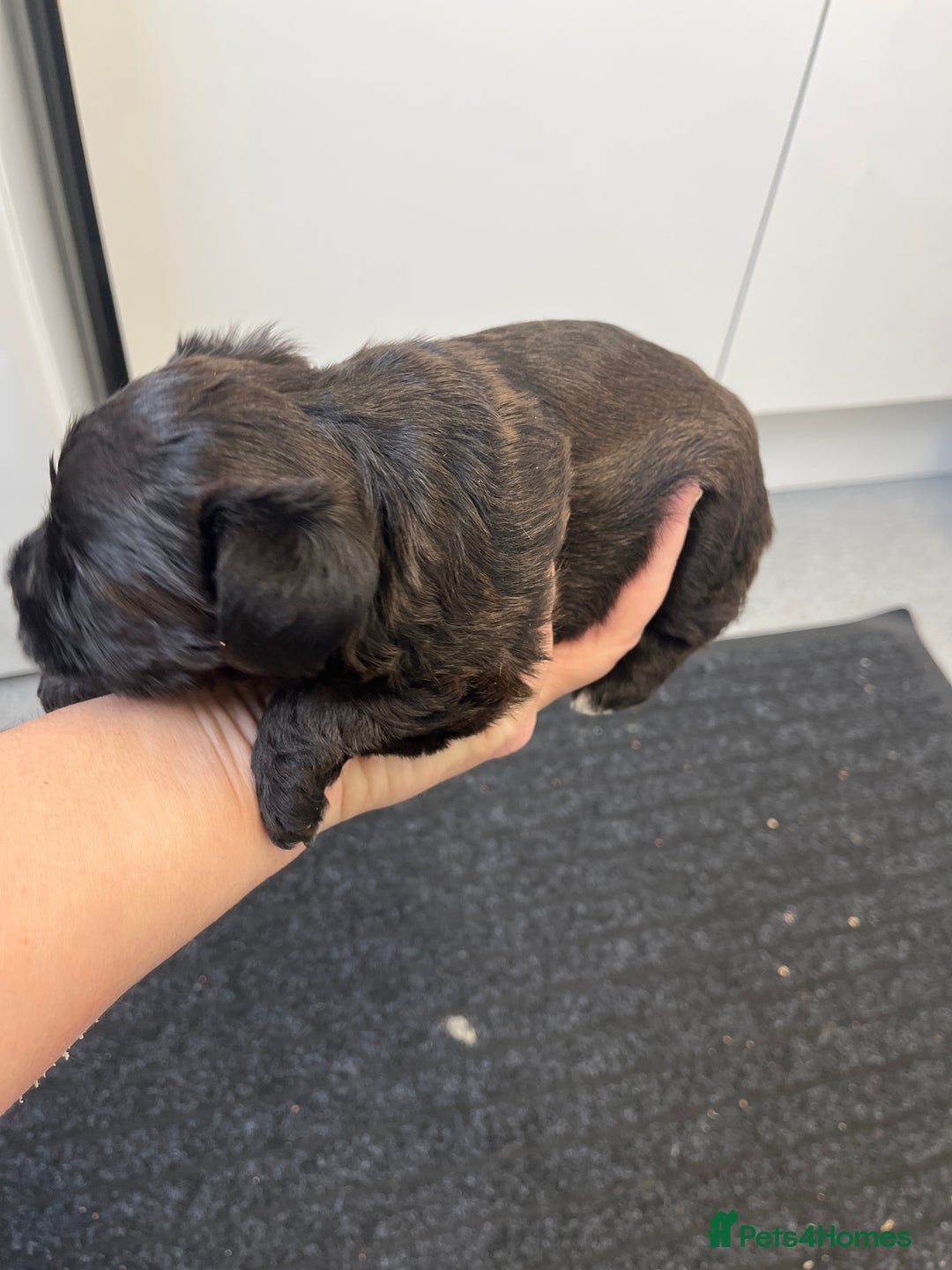 Mixed Breed dogs for sale: Cockatoo terrier cross male puppy - Advert 2