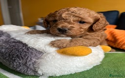 Cockapoo dogs for sale: Gorgeous F1b cockapoo puppies for sale - Image 14