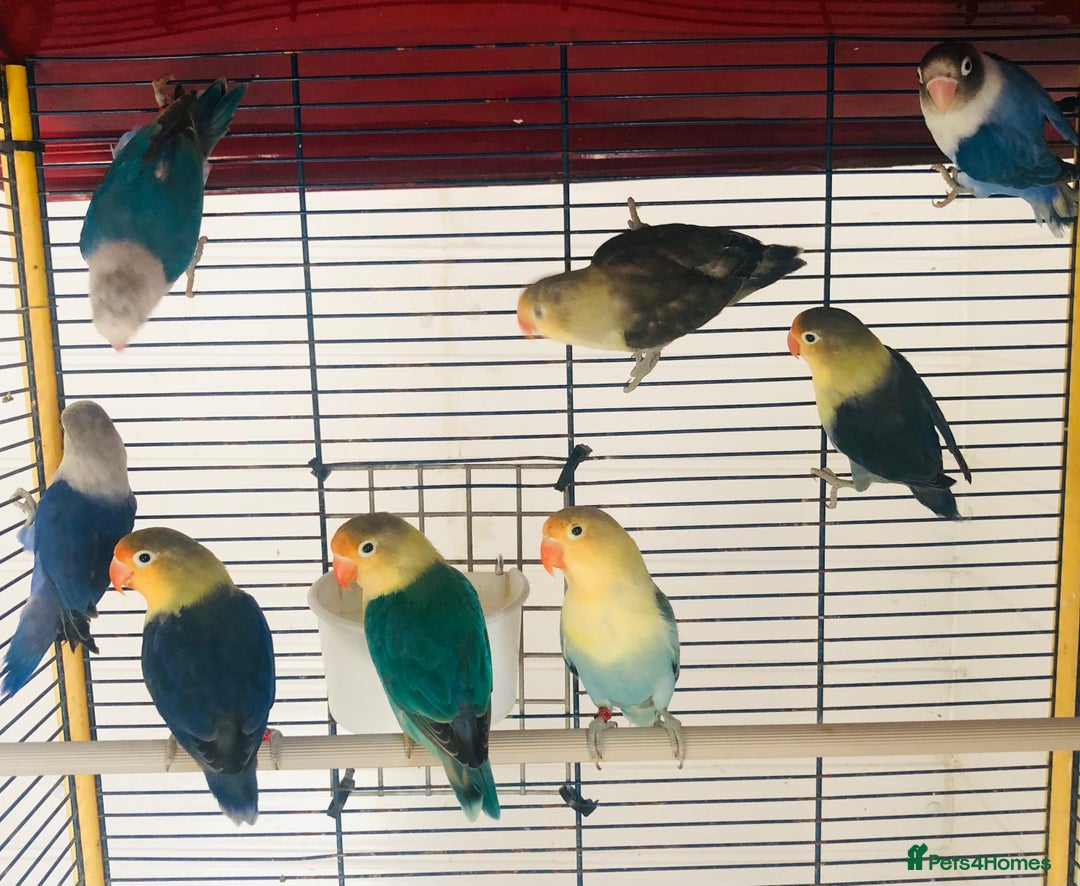 Lovebirds birds for sale: Beautiful lovebirds for sale. - Image 12