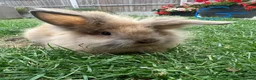 Lionhead rabbits for sale: Lionhead rabbits for sale  - Advert 12