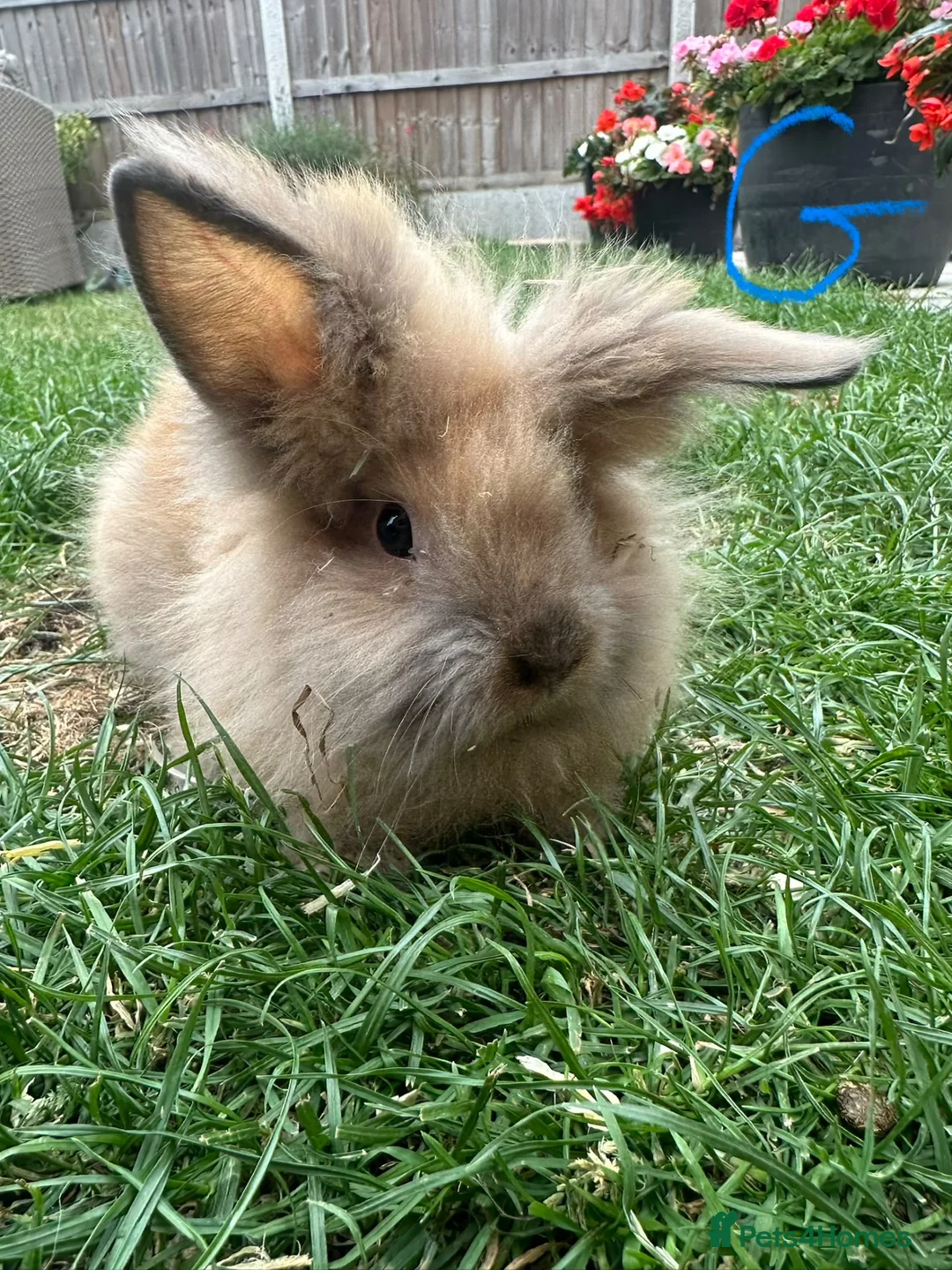 Lionhead rabbits for sale: Lionhead rabbits for sale  - Advert 12