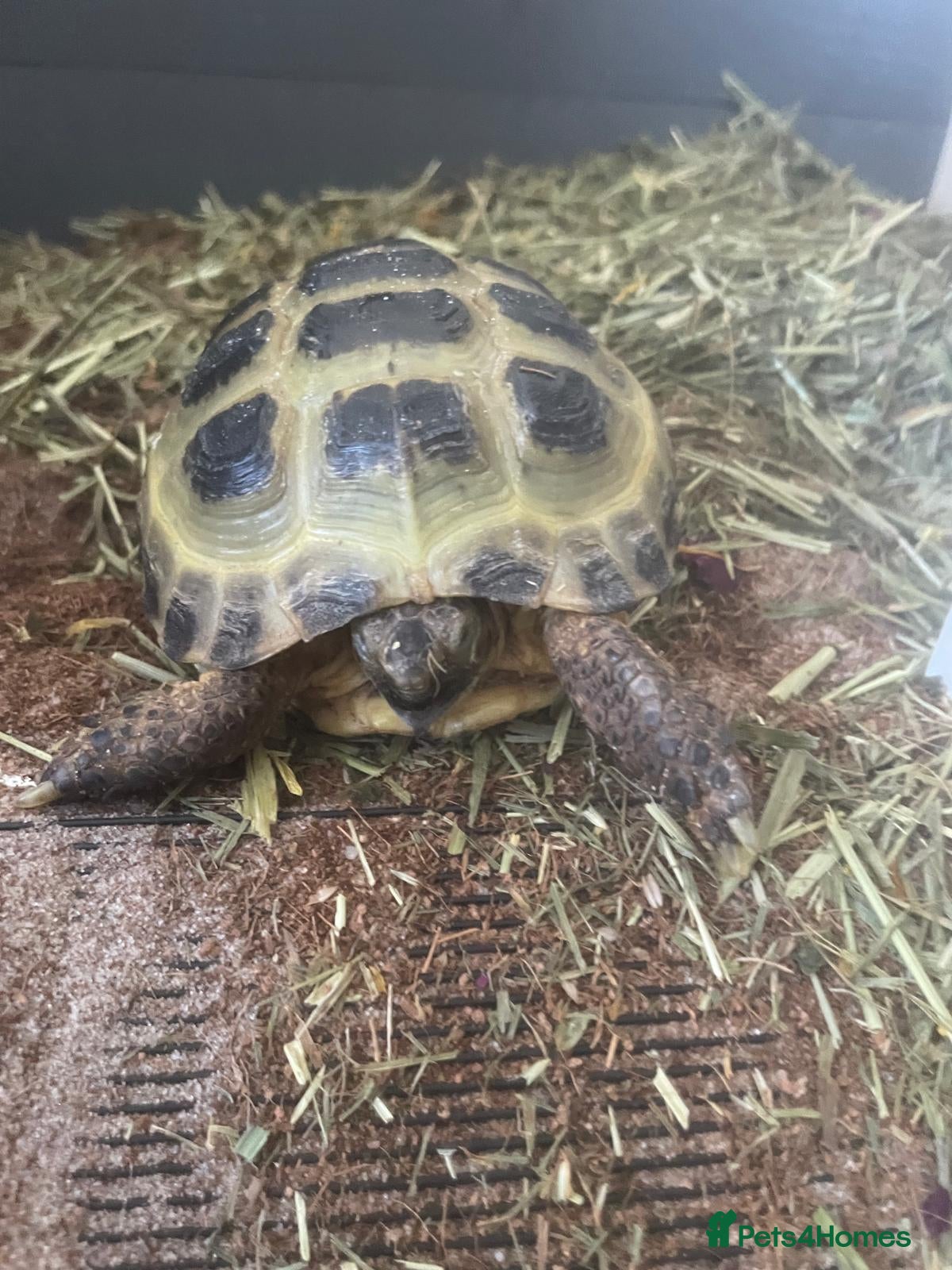 Tortoise reptiles Horsefield tortoise  - Advert 8