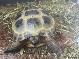 Tortoise reptiles Horsefield tortoise - Advert 2