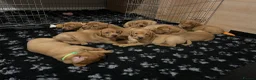 Labrador Retriever dogs for sale: Gorgeous KC Registered Fox Red Labradors  - Advert 14