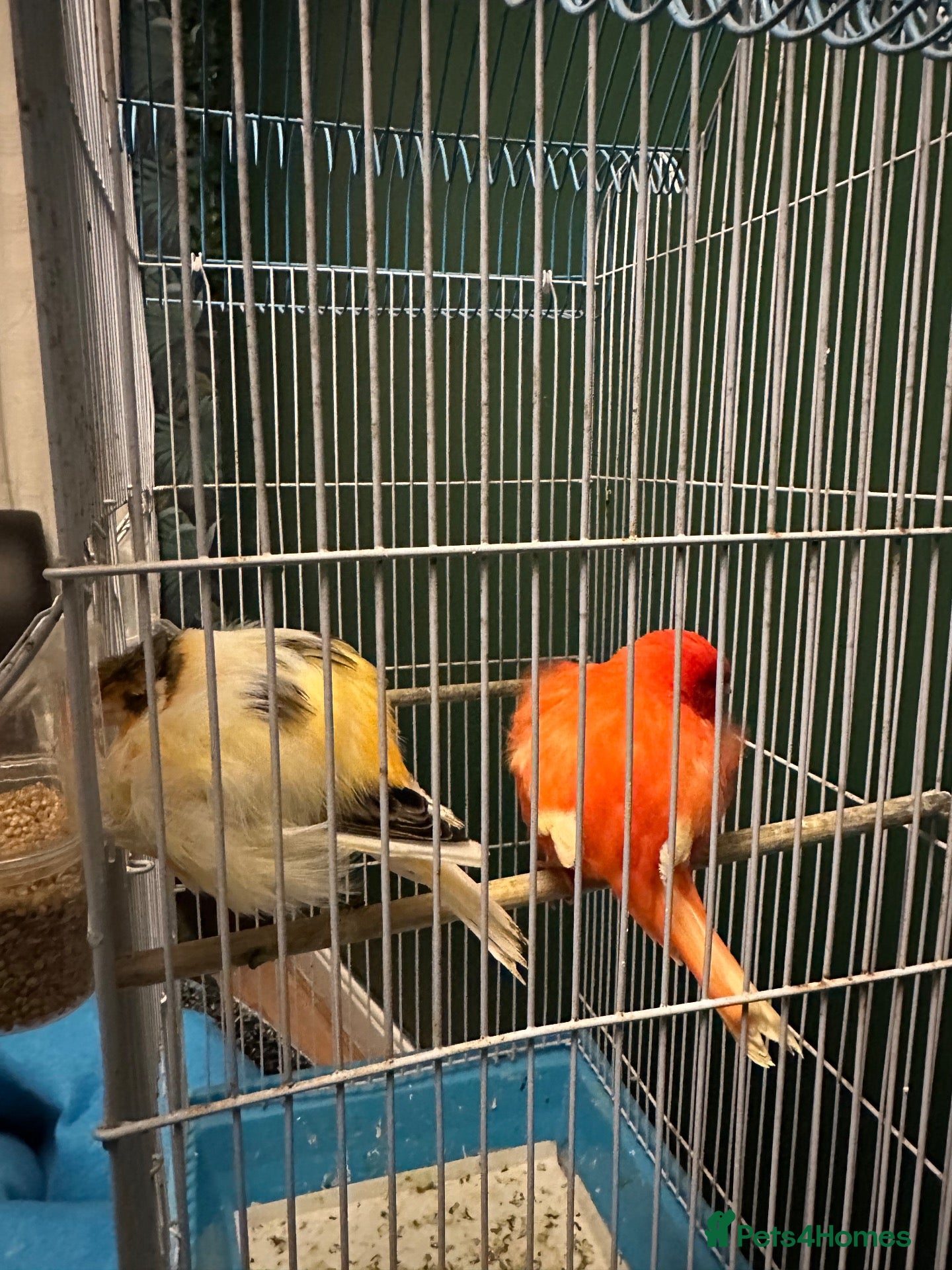 Canaries birds for sale: 2 canaries  - Advert 12