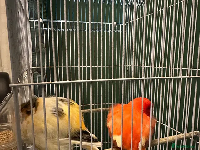 Canaries birds for sale: 2 canaries - Advert 12