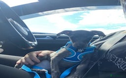Italian Greyhound dogs for sale: Last blue boy kc reg ready now fully vaccinated  - Image 4