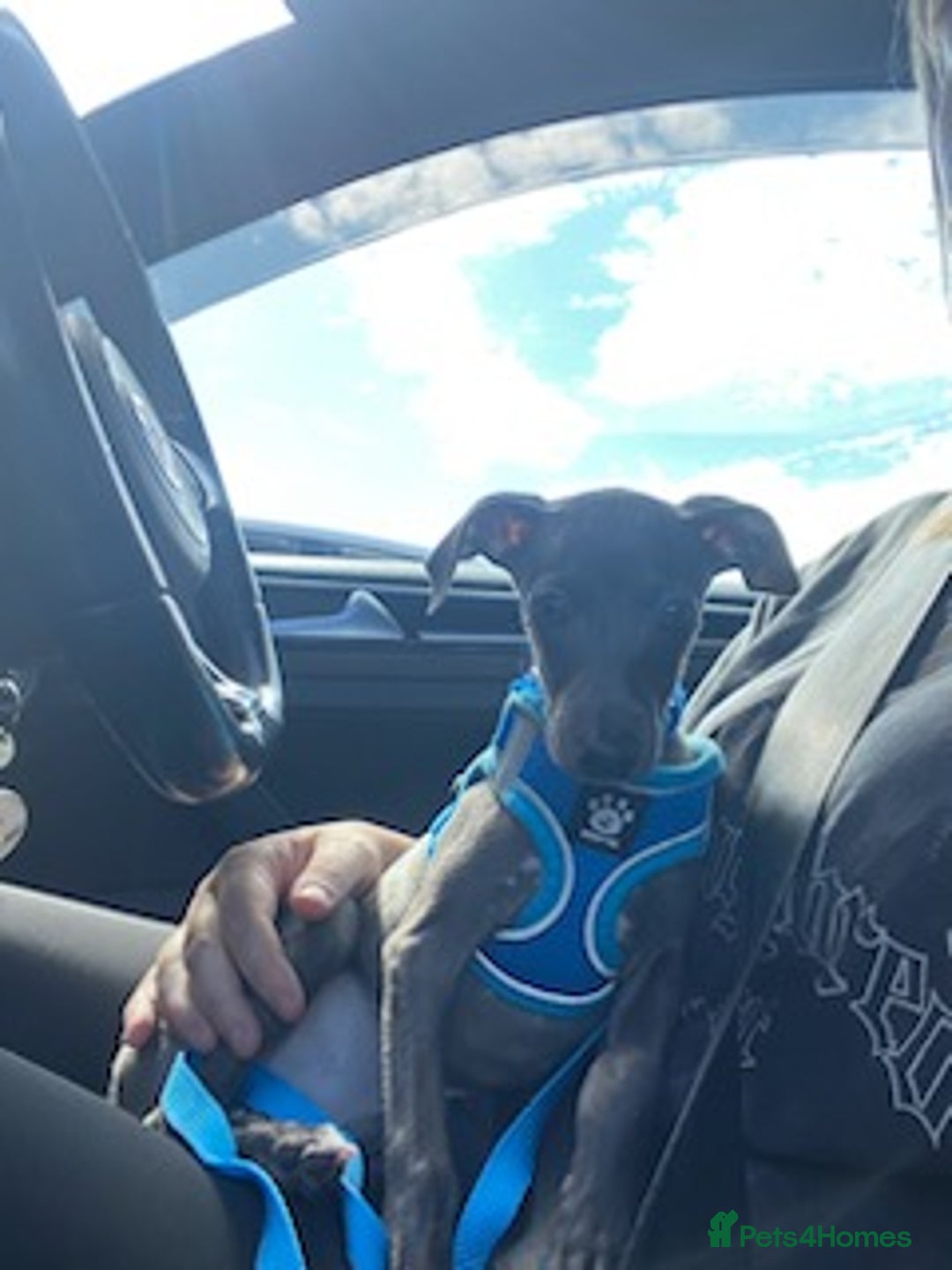Italian Greyhound dogs for sale: Last blue boy kc reg ready now fully vaccinated  - Image 4