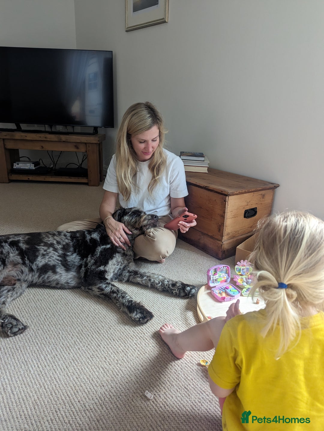 Labradoodle dogs for sale: Meet Elton – Our Beautiful Labradoodle  - Image 7