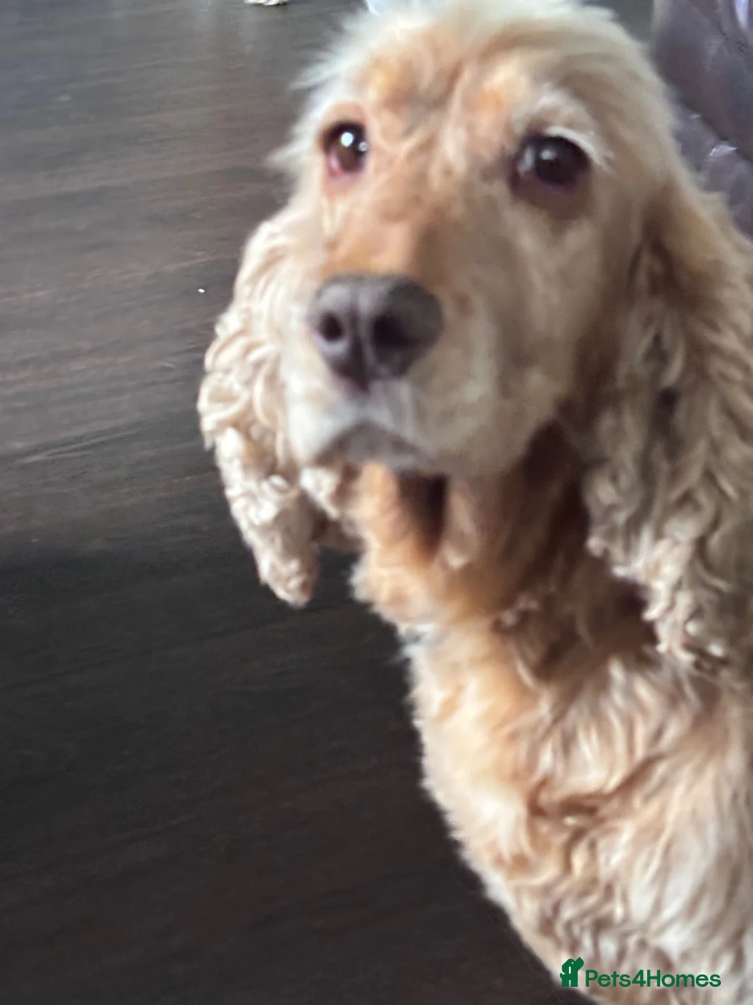 Cocker Spaniel dogs for sale: Beautiful show cocker spaniel girl  - Advert 2
