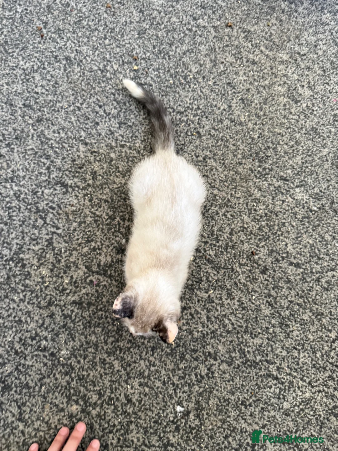 Siamese cats for sale: 2 girls 🩷 and 2 boys 🩵 looking for home.  - Advert 19