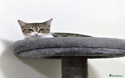 Mixed Breed cats for adoption: [Indoors Only] MiniMi & MiniMo - lovely sisters  - Image 8