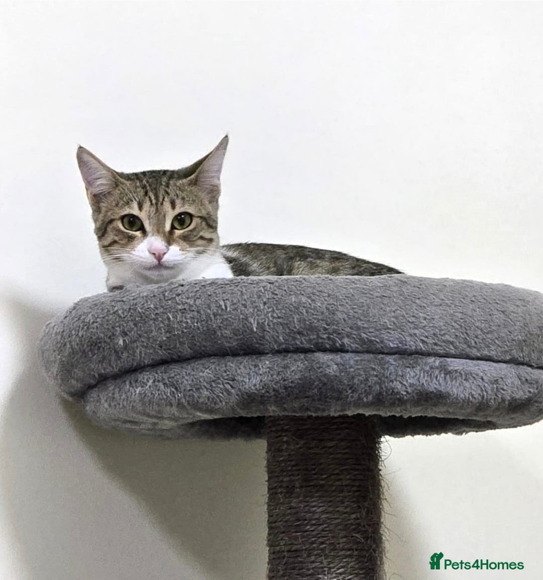 Mixed Breed cats for adoption: [Indoors Only] MiniMi & MiniMo - lovely sisters  - Image 8