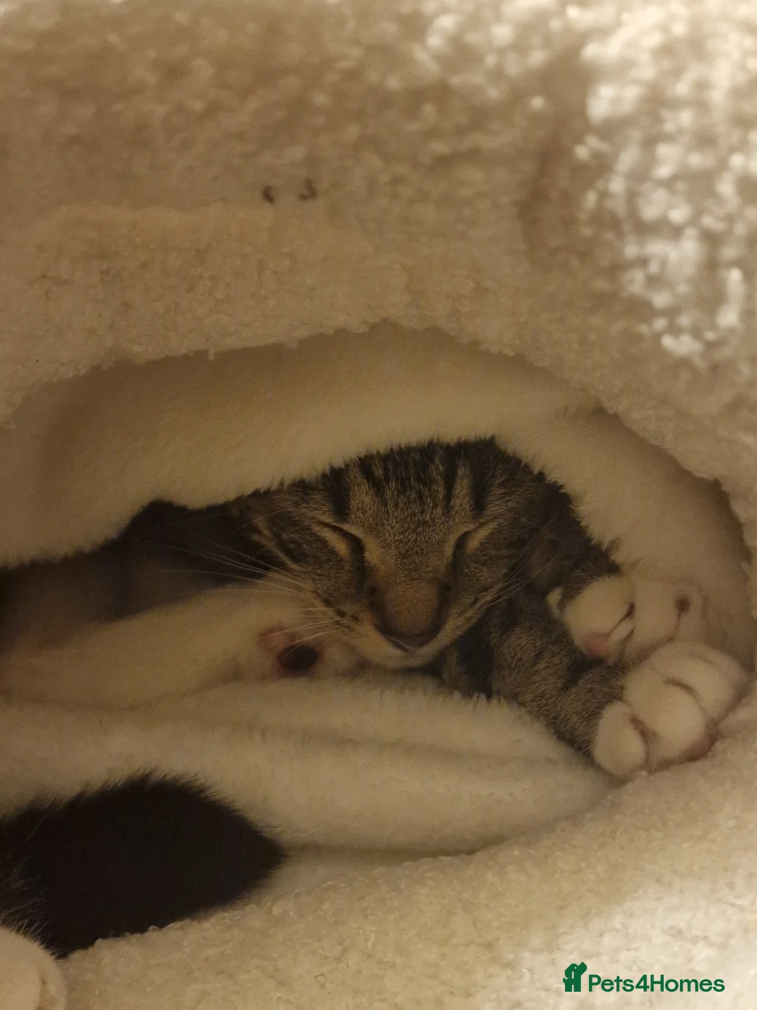 Mixed Breed cats for sale: Cats for sale - Orea and Malteser  - Advert 22