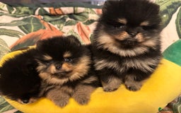 Pomeranian dogs for sale: 🏆The best you can get Russian Taiwan bloodlines - Image 7