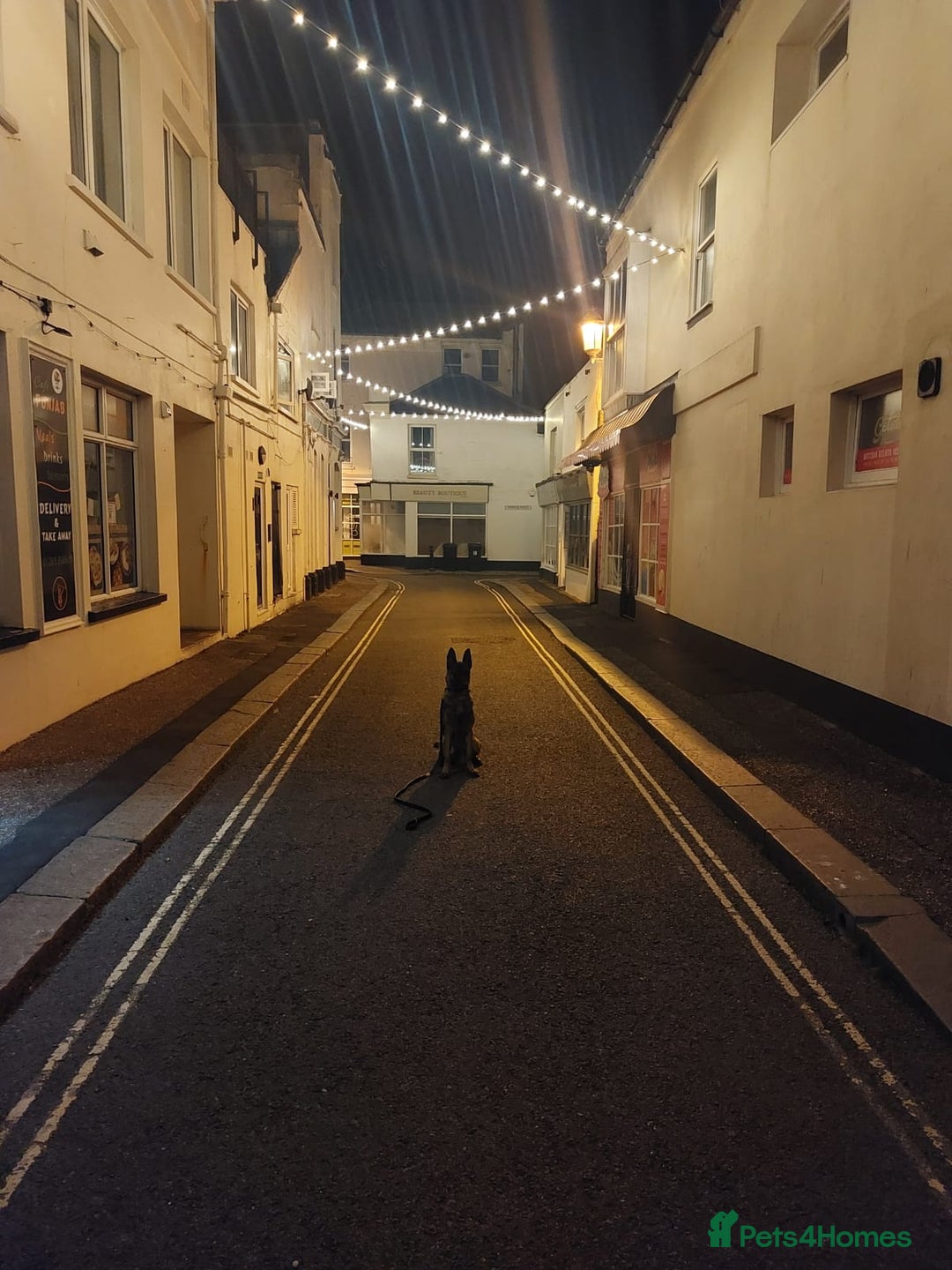 Belgian Shepherd Dog dogs for sale: Gorgeous Belgian Mali - Advert 5