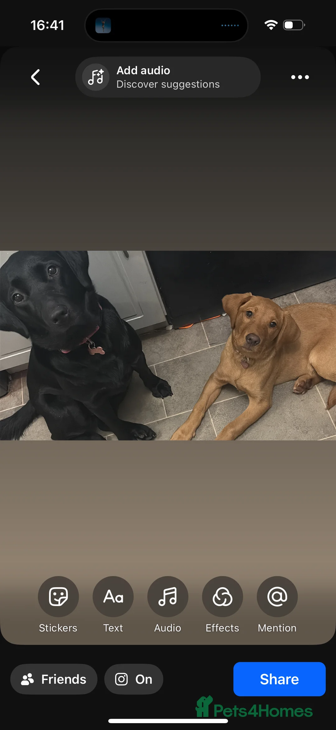 Labrador Retriever dogs for sale: Beautiful black Labrador - 2 years old  - Advert 3