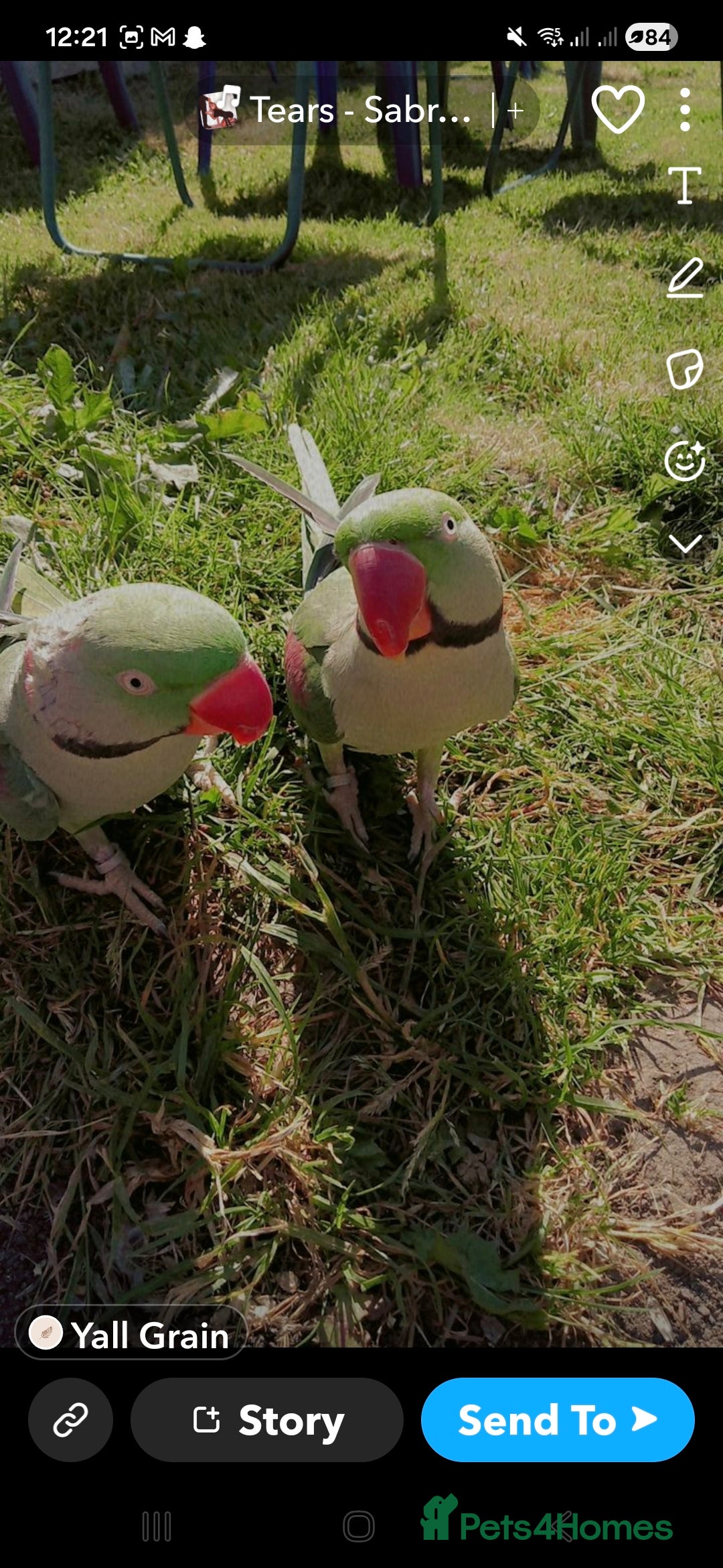 Parrots birds for sale: Male alexander parrot for sale - Advert 1