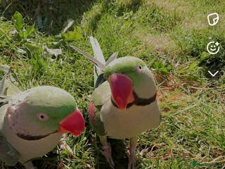 Parrots birds Male alexander parrot for sale - Advert 16