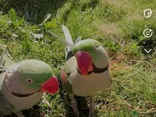 Parrots birds Male alexander parrot for sale - Advert 19