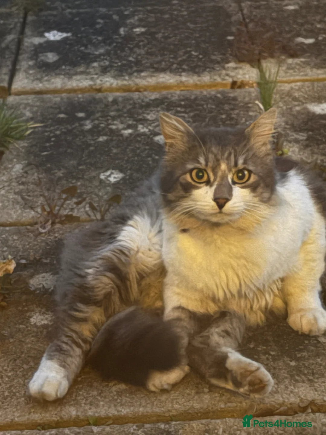 Mixed Breed cats for sale: Mixed breed - Advert 2