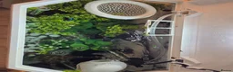 Bettas fish for sale: Male Super Delta Betta & Accessories  in Staines - Advert 6