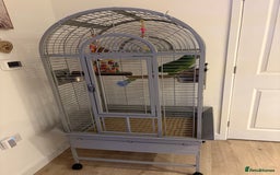 Parrots birds for sale: Yellow crown Amazon Alfie  - Advert 6