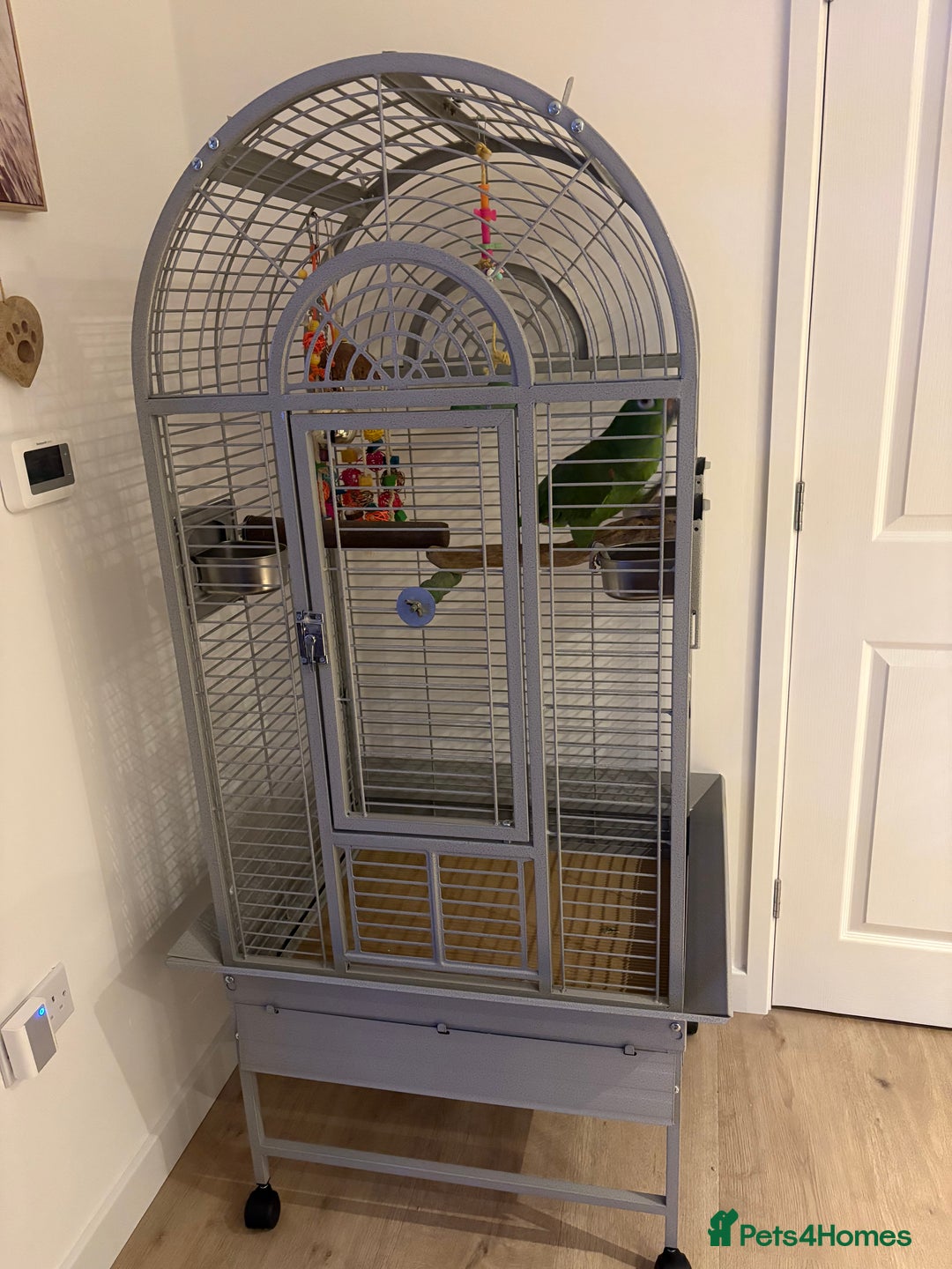 Parrots birds for sale: Yellow crown Amazon Alfie  - Advert 6