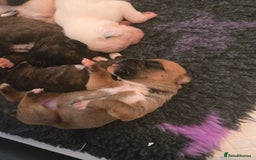 Boxer dogs for sale:  Only 2 girls left... 🥰 - Image 20