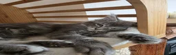 Maine Coon cats for sale: Three beautiful Maine Coon kittens - Advert 21