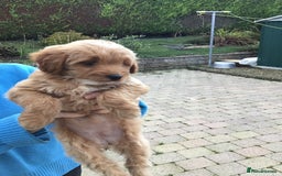 Bernedoodle dogs for sale: Rare Toy bernedoodles  - Image 9
