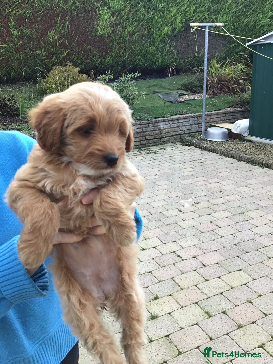 Bernedoodle dogs for sale: Rare Toy bernedoodles  - Image 9