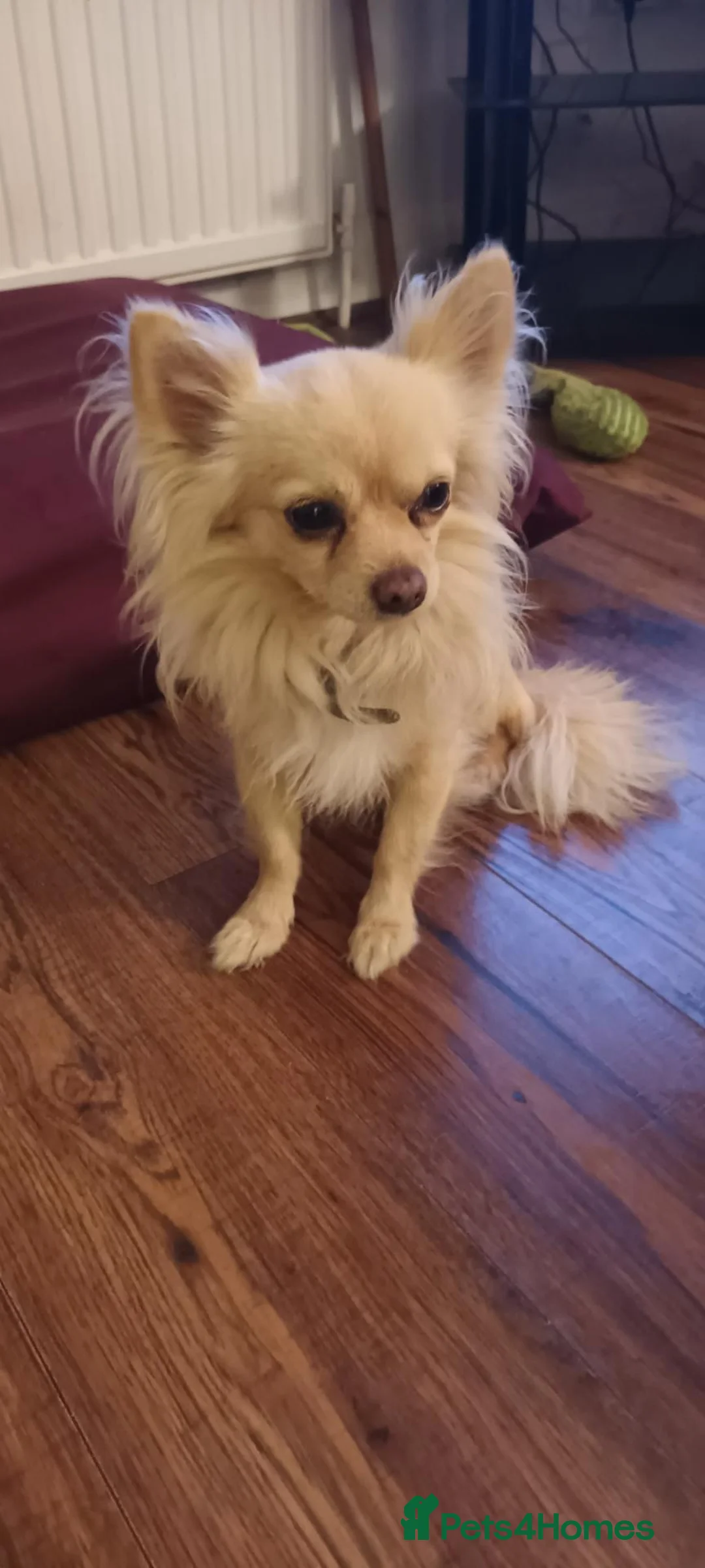 Chihuahua dogs for stud: 2kg small chihuahua stud - Advert 1