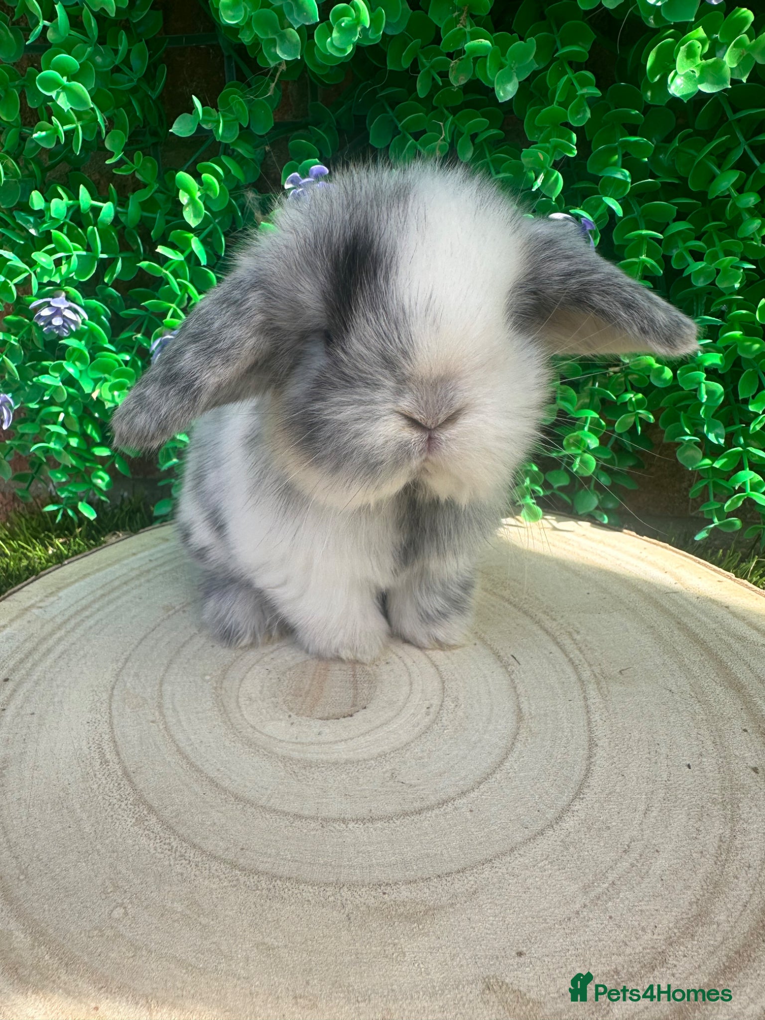Mini Lop rabbits for sale: Stunning purebred mini lops  - Advert 3