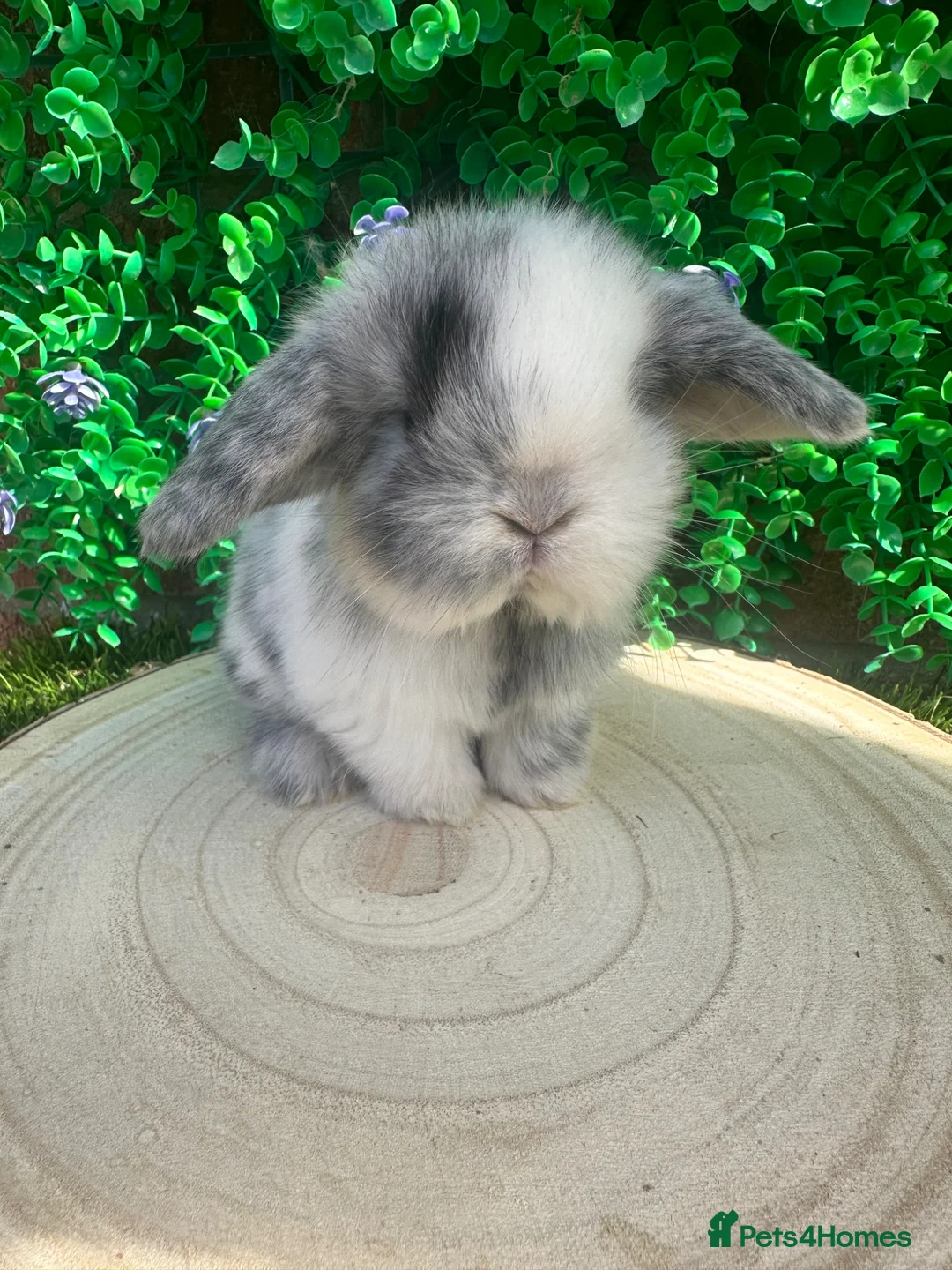Mini Lop rabbits for sale: Stunning purebred mini lops  - Advert 1